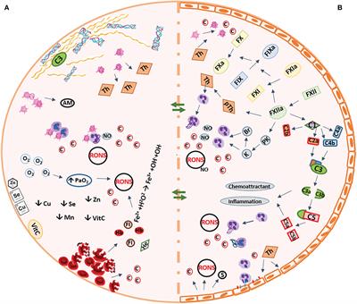 Inflammation and Oxidative Stress in the Context of Extracorporeal Cardiac and Pulmonary Support